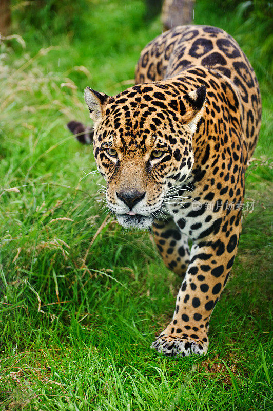 令人震惊的美洲虎Panthera Onca在长草中潜行